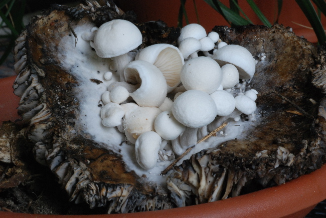 Asterophora lycoperdoides